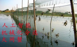 大閘蟹分選機(jī)為何成為陽(yáng)澄湖蟹業(yè)必然的新選擇？