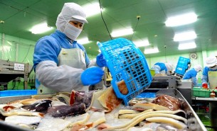 珠海大航鮮魷魚重量分選機 - 創(chuàng)新引領食品加工未來